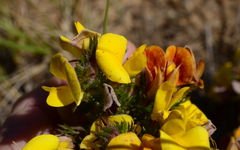 Aspalathus juniperina