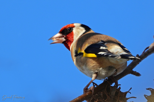 Representative image of Carduelis carduelis parva