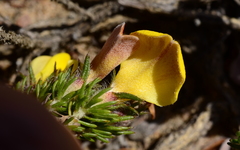 Aspalathus juniperina