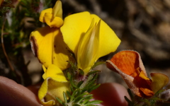 Aspalathus juniperina