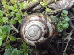 Helix straminea