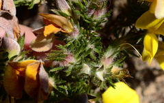 Aspalathus juniperina