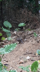 Pterorhinus chinensis