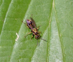 Ropalidia flavopicta