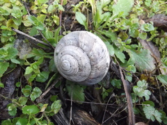 Helix straminea