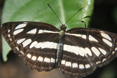 Neptis hylas