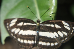 Neptis hylas