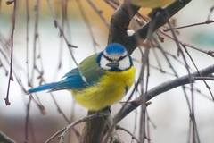 Cyanistes caeruleus