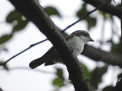 Pteruthius aeralatus