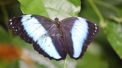 Morpho achilles