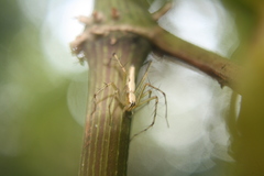 Oxyopes shweta