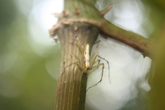 Oxyopes shweta