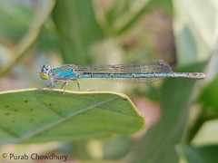 Paracercion melanotum