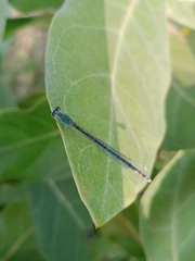 Paracercion melanotum