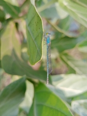 Paracercion melanotum