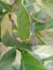 Paracercion melanotum