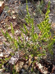 Cliffortia pulchella