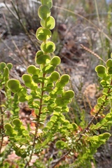 Cliffortia pulchella