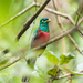 Narina Trogon - Photo (c) Marc Henrion, some rights reserved (CC BY-NC), uploaded by Marc Henrion