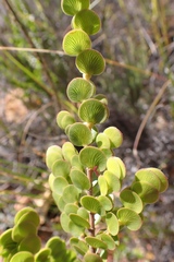 Cliffortia pulchella