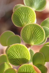 Cliffortia pulchella