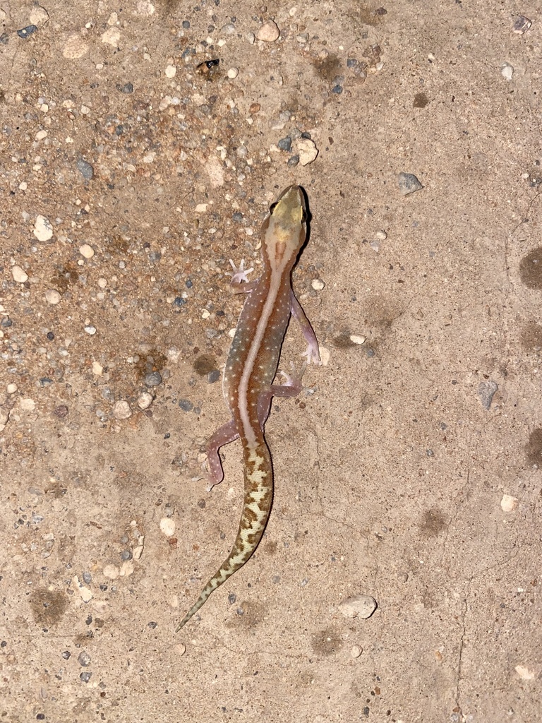 Southern Sandplain Gecko