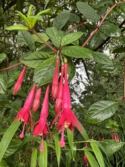 Fuchsia petiolaris