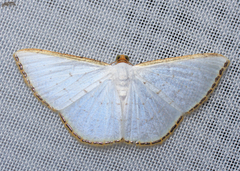 Leuciris