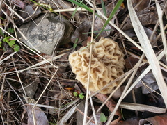 Morchella deliciosa