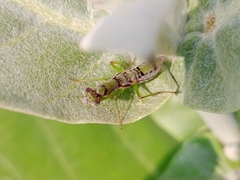 Odontomantis planiceps