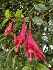 Fuchsia petiolaris