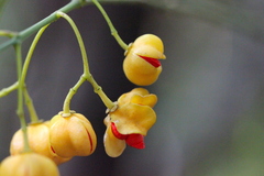 Euonymus nitidus