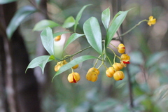 Euonymus nitidus
