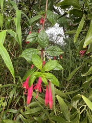 Fuchsia petiolaris