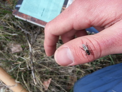 Bibio albipennis