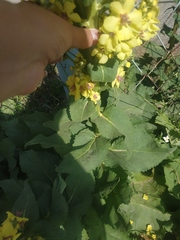 Verbascum pyramidatum