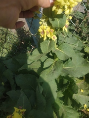 Verbascum pyramidatum
