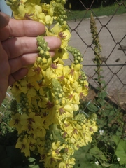 Verbascum pyramidatum