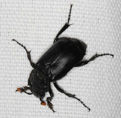 Nicrophorus nigrita