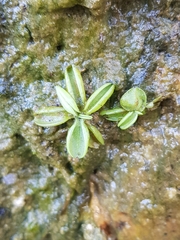 Pinguicula lusitanica