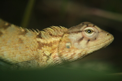 Calotes versicolor