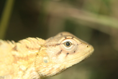 Calotes versicolor