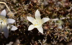 Roella prostrata