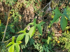 Ipomoea neei