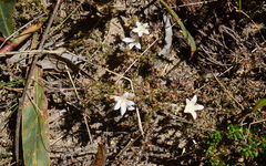 Roella prostrata