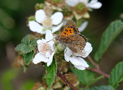Aloeides thyra orientis