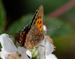 Aloeides thyra orientis