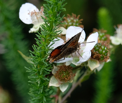 Aloeides thyra orientis