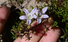 Roella prostrata