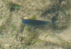 Stegastes fuscus
